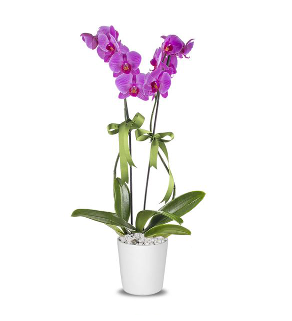 2 Dal Lila Orkide