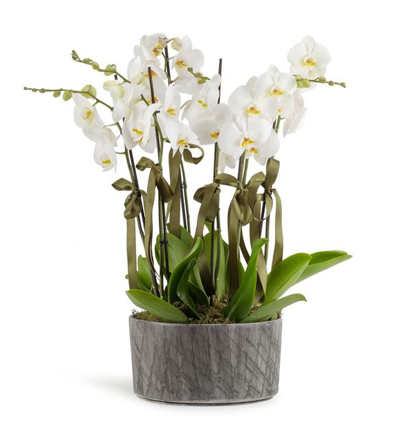 8 Dal İthal Beyaz Orkide 