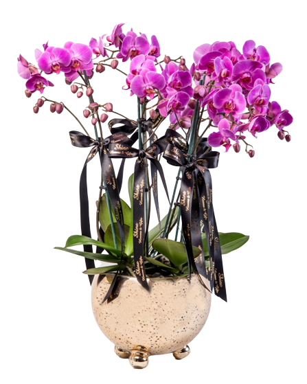 Dekoratif Saksıda Renkli Orkide