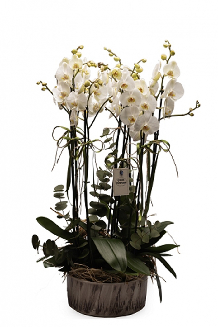 Beyaz Orkide 8 Dallı